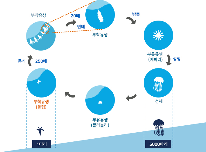 보름달물해파리 폴립 제거사업 모식도 이미지