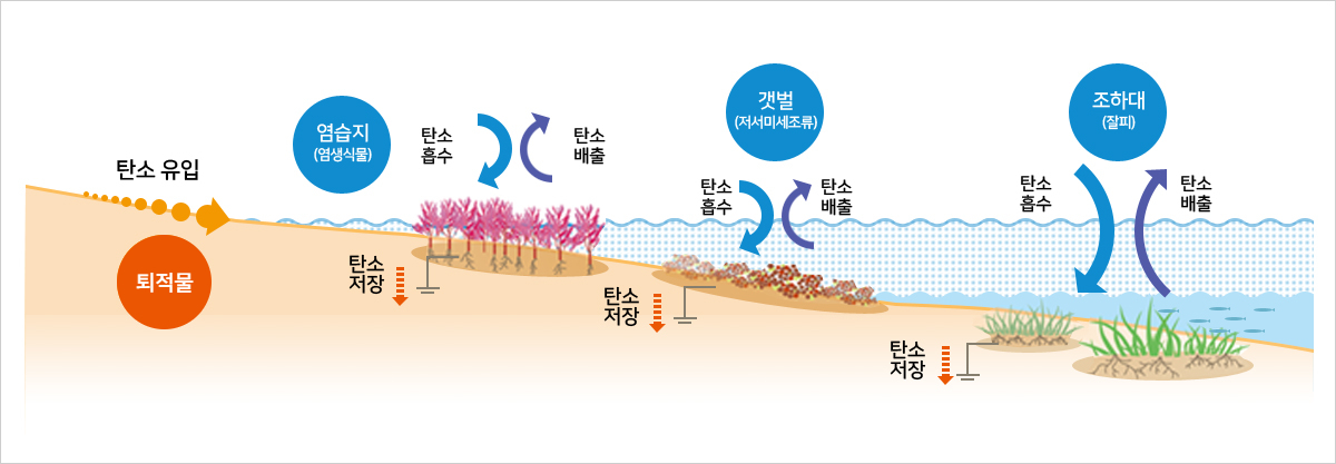 탄소가 유입되어 염습지(염생식물), 갯벌(저서미세조류), 조하대(잘피) 등 연안에 서식하는 식물생태계, 퇴적물 등이 탄소를 흡수하고 배출하는 과정에서 저장되는 탄소를 블루카본이라고 한다.